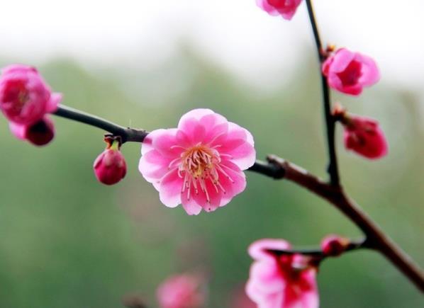 梅花栽種幾年開花 早春1～2月開3年可開一次花