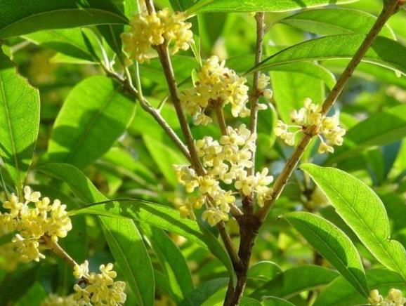 桂花種植后幾年開花 花齡為種植五年后的金秋時(shí)節(jié)