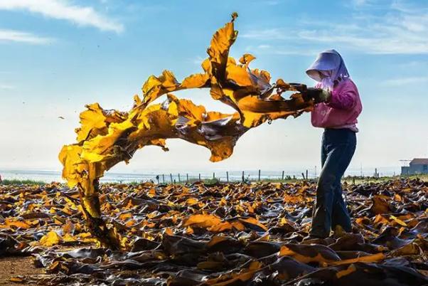 海帶含鈣高嗎？海帶嘌呤高嗎？