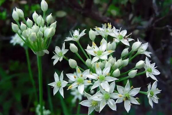 韭菜花的花可以吃嗎？韭菜花怎么清洗算干凈？