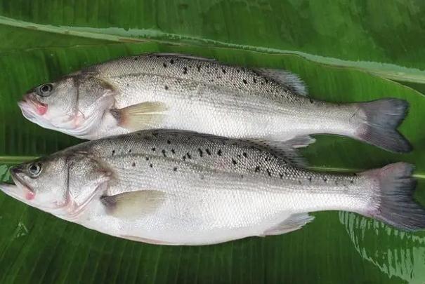 菜市場的鱸魚是海魚嗎？一斤半的鱸魚蒸幾分鐘？