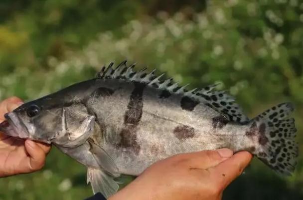 桂魚(yú)刺多嗎？桂魚(yú)是淡水魚(yú)嗎？