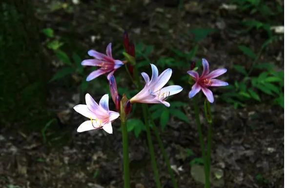 石蒜科花卉有哪些？宿根花卉有哪些？