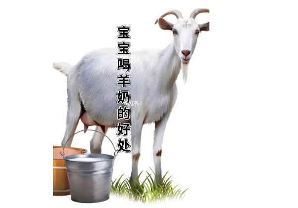 羊奶粉有什么優(yōu)點(diǎn)？嬰兒喝牛奶粉好還是羊奶粉好？