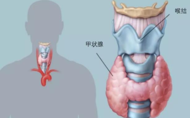 甲狀腺結(jié)節(jié)3類是什么意思 良性惡性腫瘤風(fēng)險較小