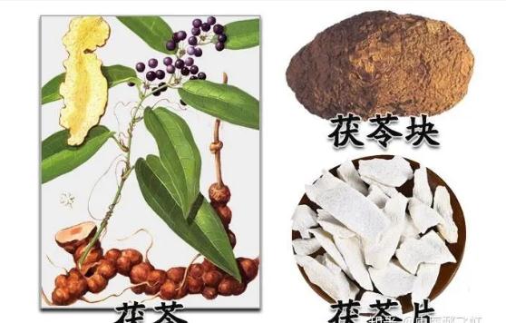 茯神都能治療什么疾?。寇蛏竦墓πё饔檬鞘裁矗? data-resizeimgcut=