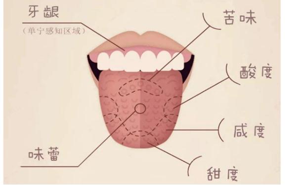 人的舌頭可以分辨出多少種味道？舌頭上有許多白色物體是什么？