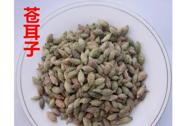 蒼耳子葉子外敷有什么作用？蒼耳子油怎樣制作？