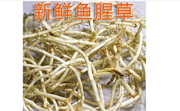 魚腥草可以治腮腺炎嗎？魚腥草能治咳嗽嗎？