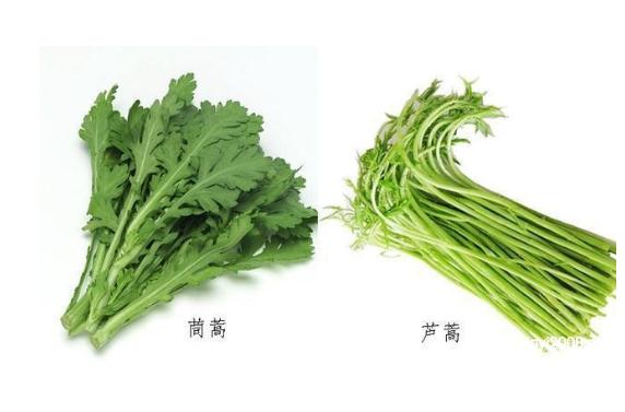 蘆蒿和茼蒿有什么區(qū)別？茼蒿可以和什么搭配吃？