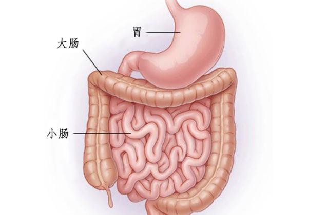 膳食纖維與大腸癌的預(yù)防是什么？膳食纖維粉對便秘有用嗎？