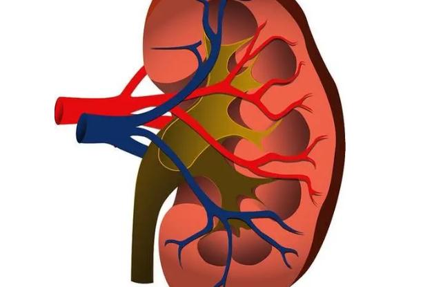 慢性腎臟病有哪些？慢性腎臟病有什么癥狀？