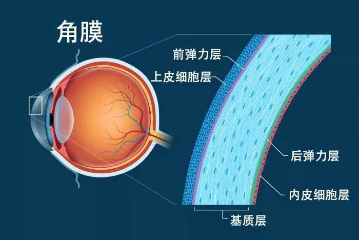 ICL晶體植入術(shù)前為什么要做角膜內(nèi)皮檢查？東莞光明眼科醫(yī)院服務(wù)周到