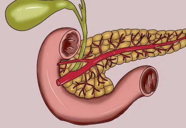 急性胰腺炎可以買(mǎi)保險(xiǎn)嗎 ？人體器官胰腺的功能和作用？