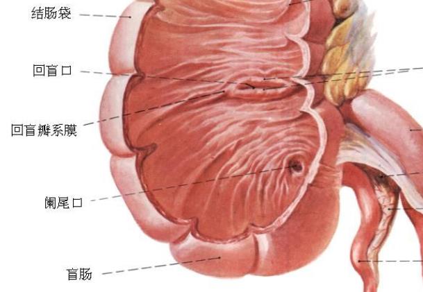 急性闌尾炎可以吃發(fā)物嗎 闌尾炎能喝咖啡嗎