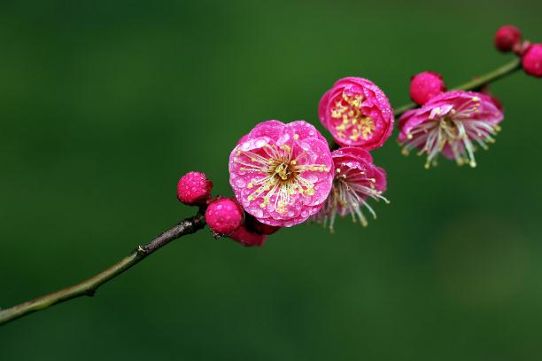 梅花糕的來歷 ？話梅花生的做法？