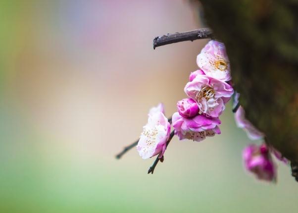 梅花的雅稱綽號別名？梅花能和雞蛋一起吃嗎？