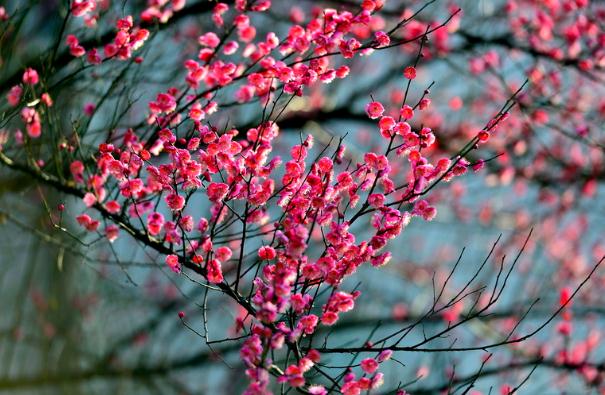 臘梅花怎樣繁殖？臘梅花怎么發(fā)朋友圈？