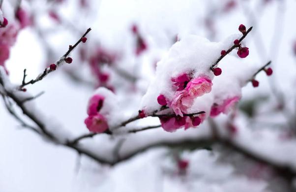 臘梅花一般在幾月開(kāi)花 ？臘梅花為什么叫臘梅花？