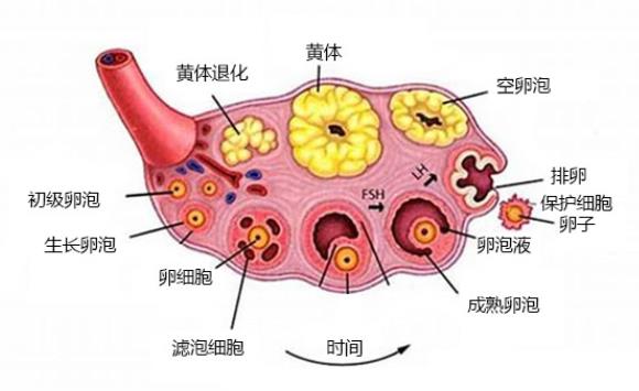 激素六項(xiàng)能判斷卵巢早衰嗎 卵巢早衰診斷標(biāo)準(zhǔn)是什么