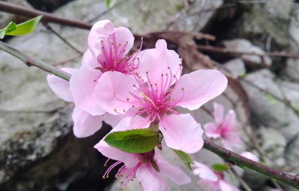 桃花茶通便的正確喝法？桃花茶功效有哪些？