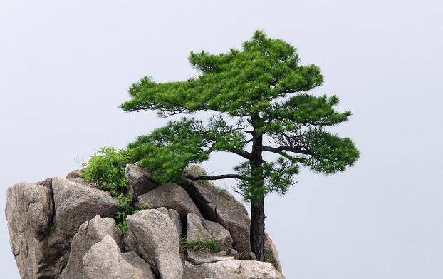 褲子上松樹油干了怎么去掉？松樹的種類？