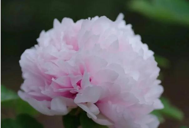 牡丹花茶是哪里的特產？牡丹花茶的味道？