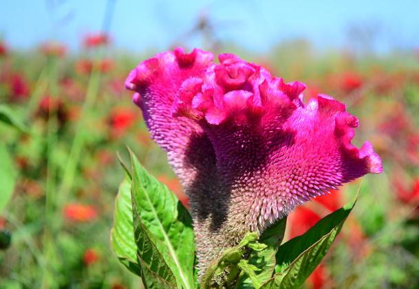 雞冠花種子的種植方法？雞冠花茶？