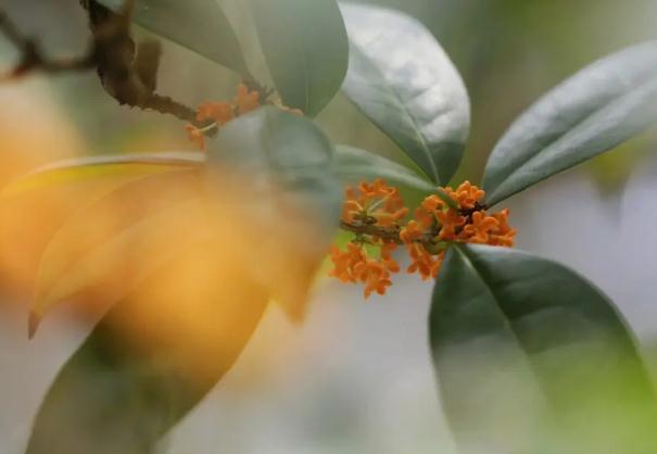 桂花茶的好處？桂花茶的其它搭配？