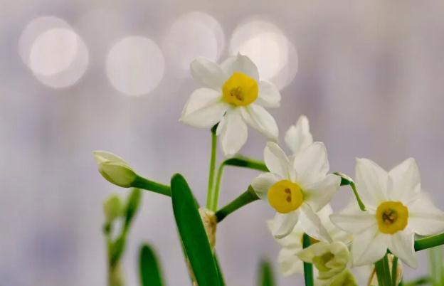 我的水仙花葉子全枯萎了？水仙花發(fā)芽開花時(shí)間？