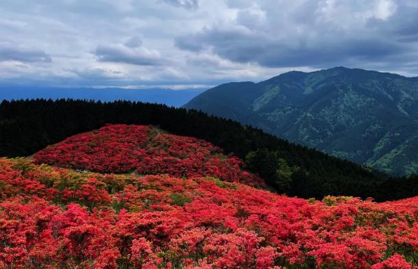 杜鵑花現(xiàn)在能插枝嗎？杜鵑花養(yǎng)殖方法有哪些？