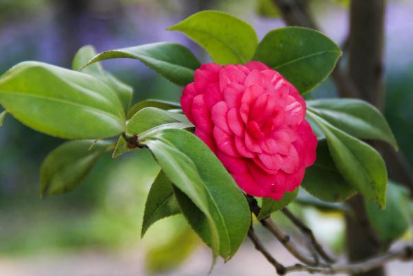 茶花長花骨朵后如何促進(jìn)花開？山茶花有香味嗎？