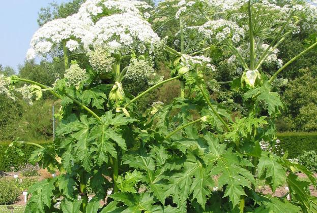 白芷醋液根治灰指甲？白芷粉能去痘印嗎？