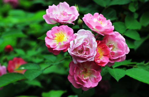 薔薇冬天澆水嗎？小薔薇怎么修剪？