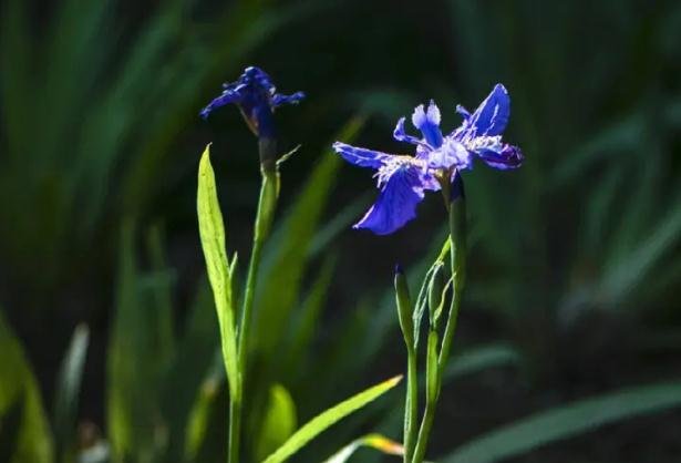 鳶尾花種子怎么種？鳶尾花有毒么？