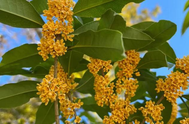 桂花酒泡多久可以喝？鮮桂花可以泡茶喝嗎？