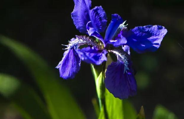 鳶尾花什么時候開 ？鳶尾花和鳶尾蘭的區(qū)別？