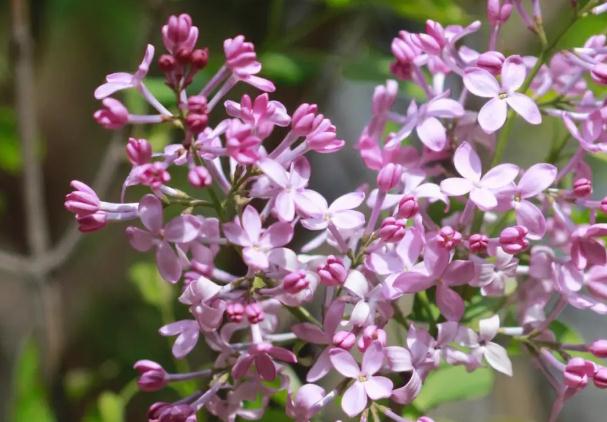 丁香花幾月開？丁香花如何扦插繁殖？