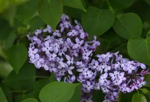 丁香花止痛？丁香花能泡茶喝嗎？