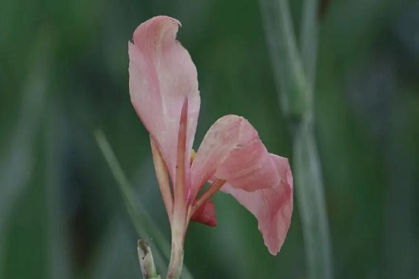 美人蕉種植方法和時間？美人蕉什么季節(jié)開花？