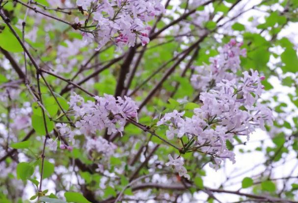 盆栽丁香花怎么過冬？丁香花的顏色是怎樣的？