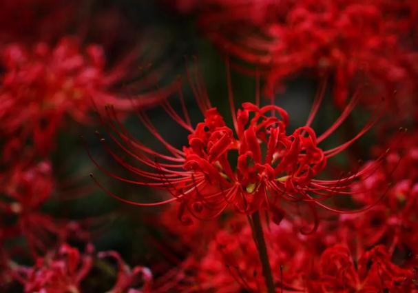 彼岸花要多久才開花？彼岸花為什么不開花只長葉子呢？