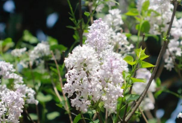 室外丁香花香味有毒嗎 ？丁香花可以室內(nèi)種植嗎？