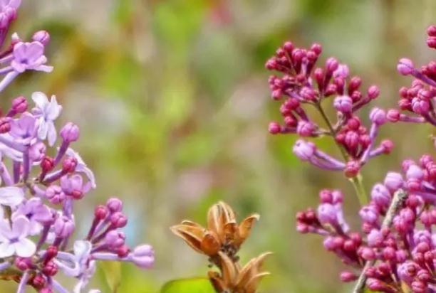 丁香花種植方法？丁香花是什么樣子的？