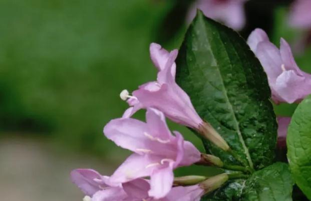 錦帶花如何養(yǎng)殖？錦帶花花期是什么時候？