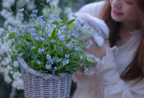 勿忘我花茶的功效 ？勿忘我花茶禁忌？