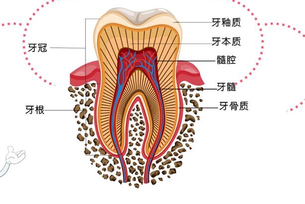 牙髓炎牙齒會脫落嗎 牙髓炎牙齒會松動嗎