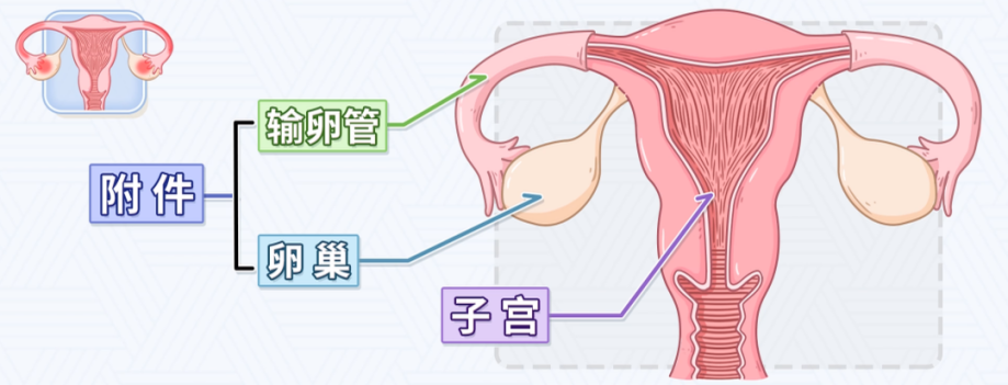 高翠霞：妙手仁心，中醫(yī)巧治盆腔炎