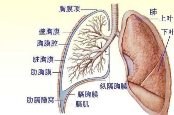 胸膜炎會復發(fā)嗎 胸膜炎多久會復發(fā)