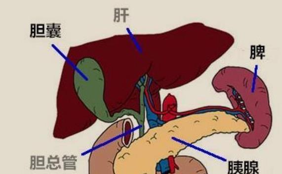 膽結(jié)石掛什么號 膽結(jié)石平時要注意什么